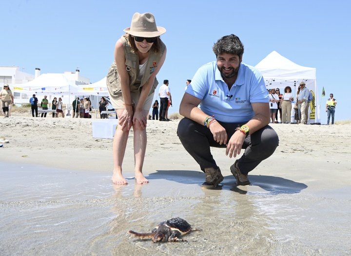 El presidente del Gobierno regional, Fernando López Miras, participó hoy en la suelta de 30 ejemplares de tortuga boba en la Playa Ensenada del Esparto,...