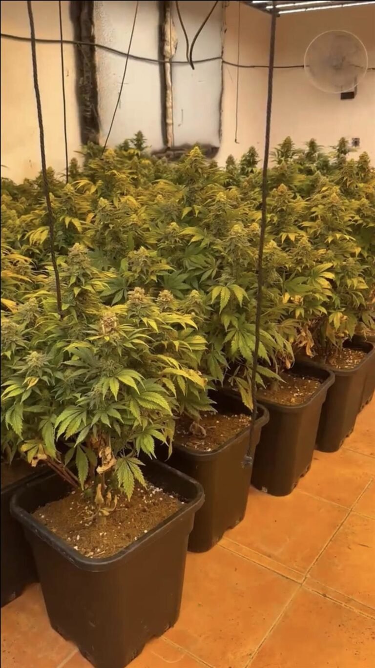 Hallan-plantacion-de-marihuana-en-vivienda-de-Cartagena.jpg