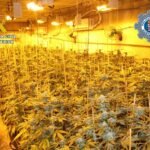 Desmantelado-un-invernadero-de-marihuana-en-un-almacen-de-La.jpg