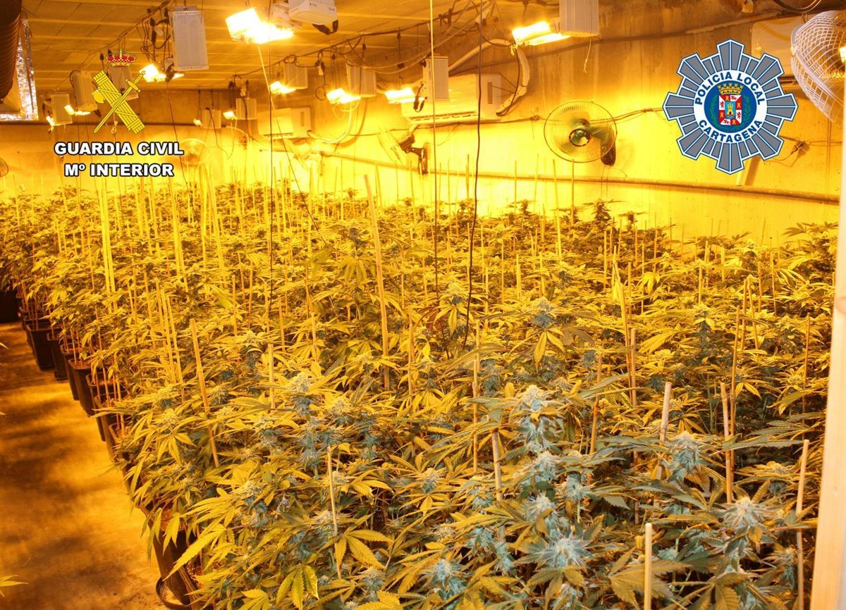 Desmantelado-un-invernadero-de-marihuana-en-un-almacen-de-La.jpg