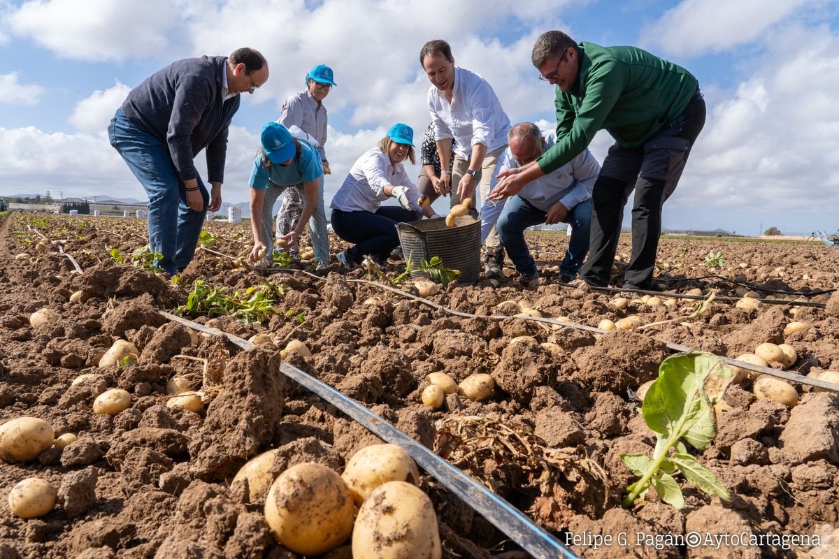 El-Ayuntamiento-respalda-la-patata-temprana-en-Cartagena-con-apoyo.jpg