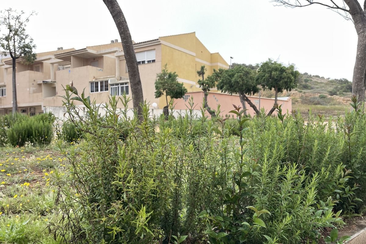 Plan-de-reposicion-de-arbustos-en-Cartagena-para-mejorar-zonas.jpg